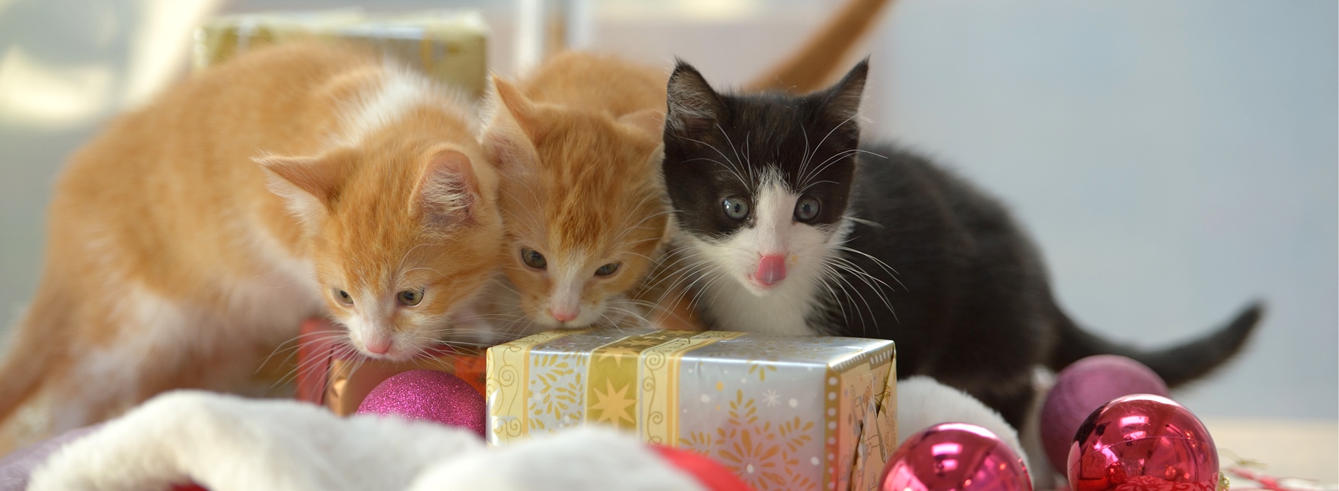 Orphaned Kittens 