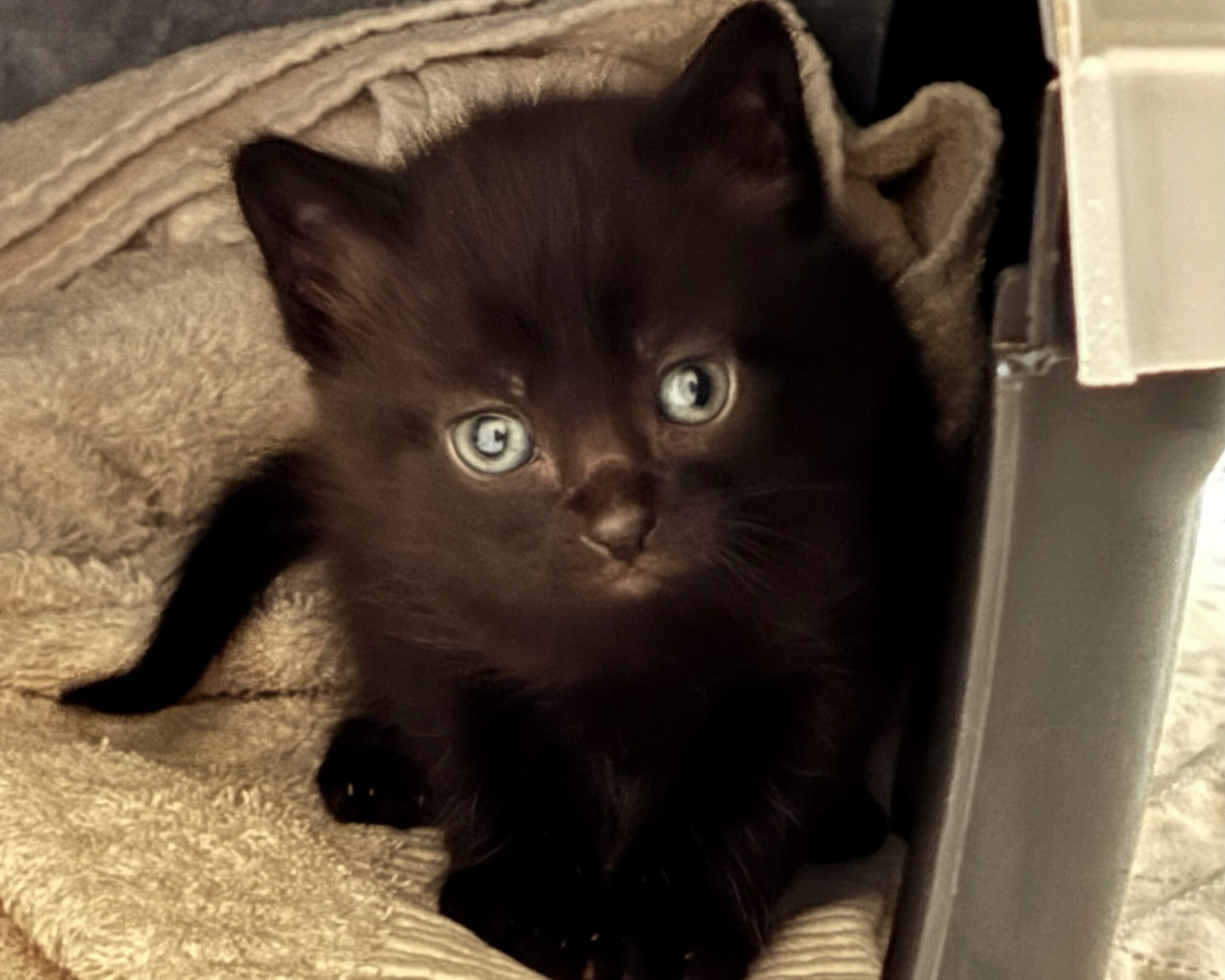 Darcy