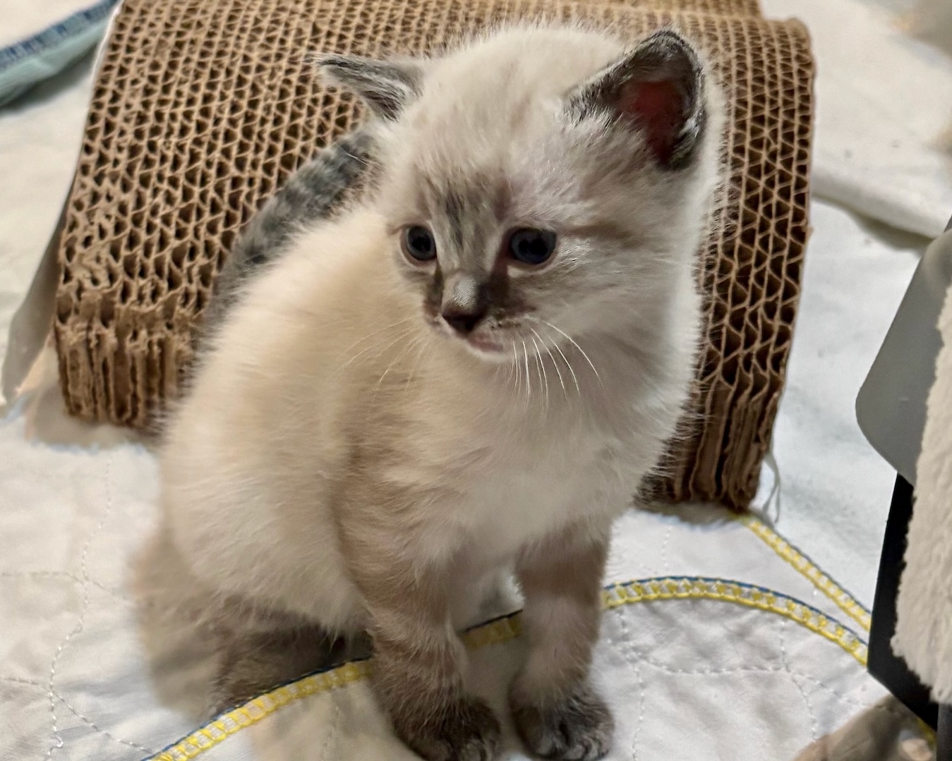 Willoughby (Bubba)